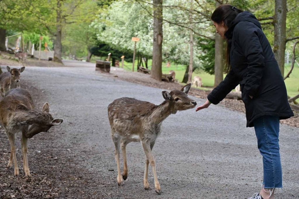 Tripsdrill Wildpark 