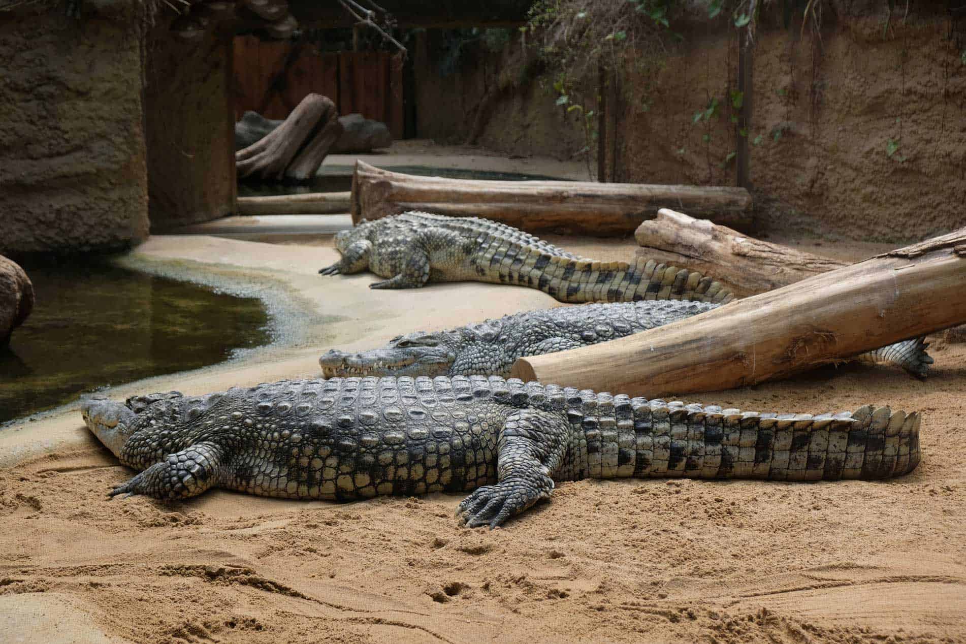 Keulen dierentuin