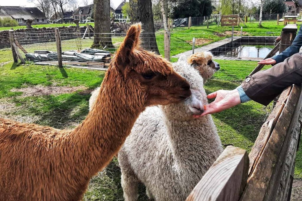 giethoorn Alpaca