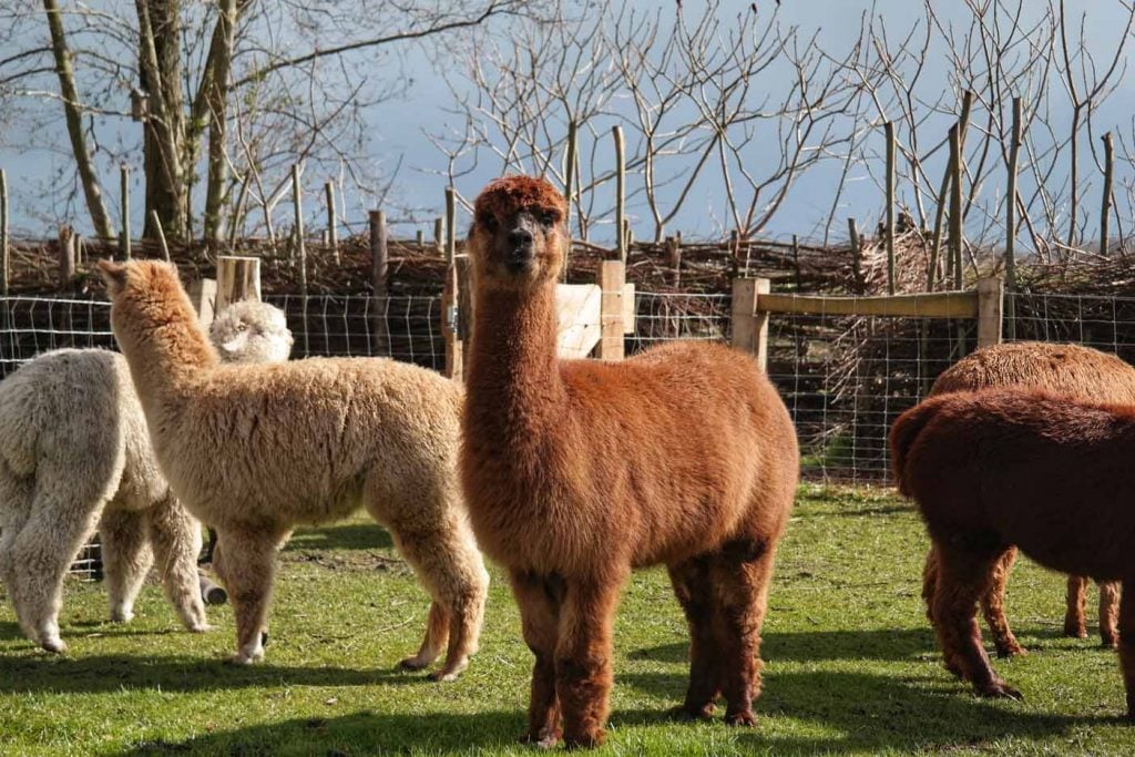 giethoorn Alpaca