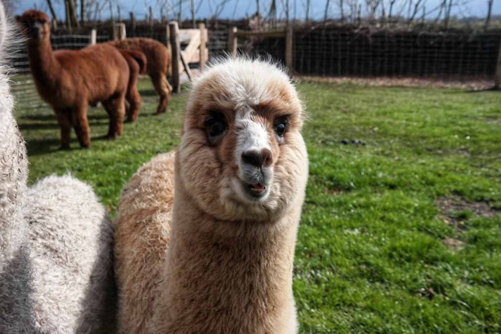 giethoorn Alpaca