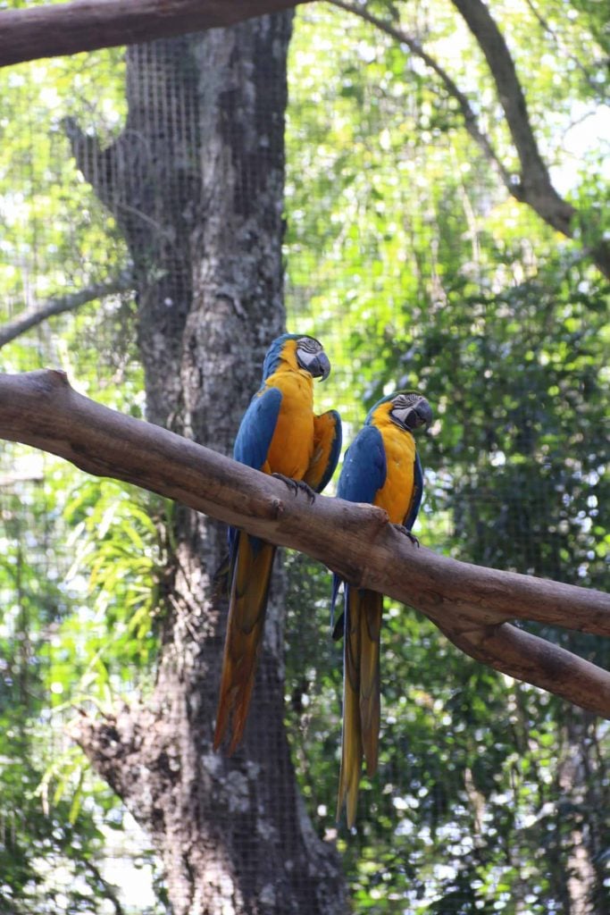 Vogelpark Iguazu