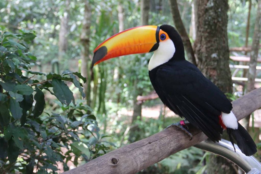 Vogelpark Iguazu