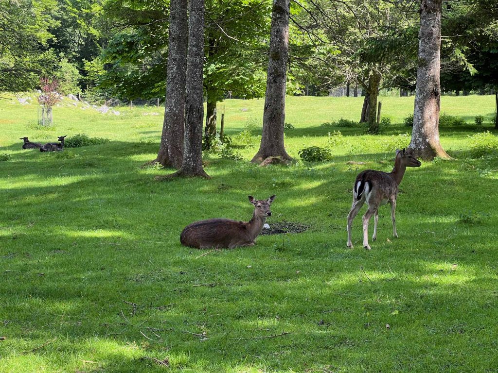 Cumberland wildpark