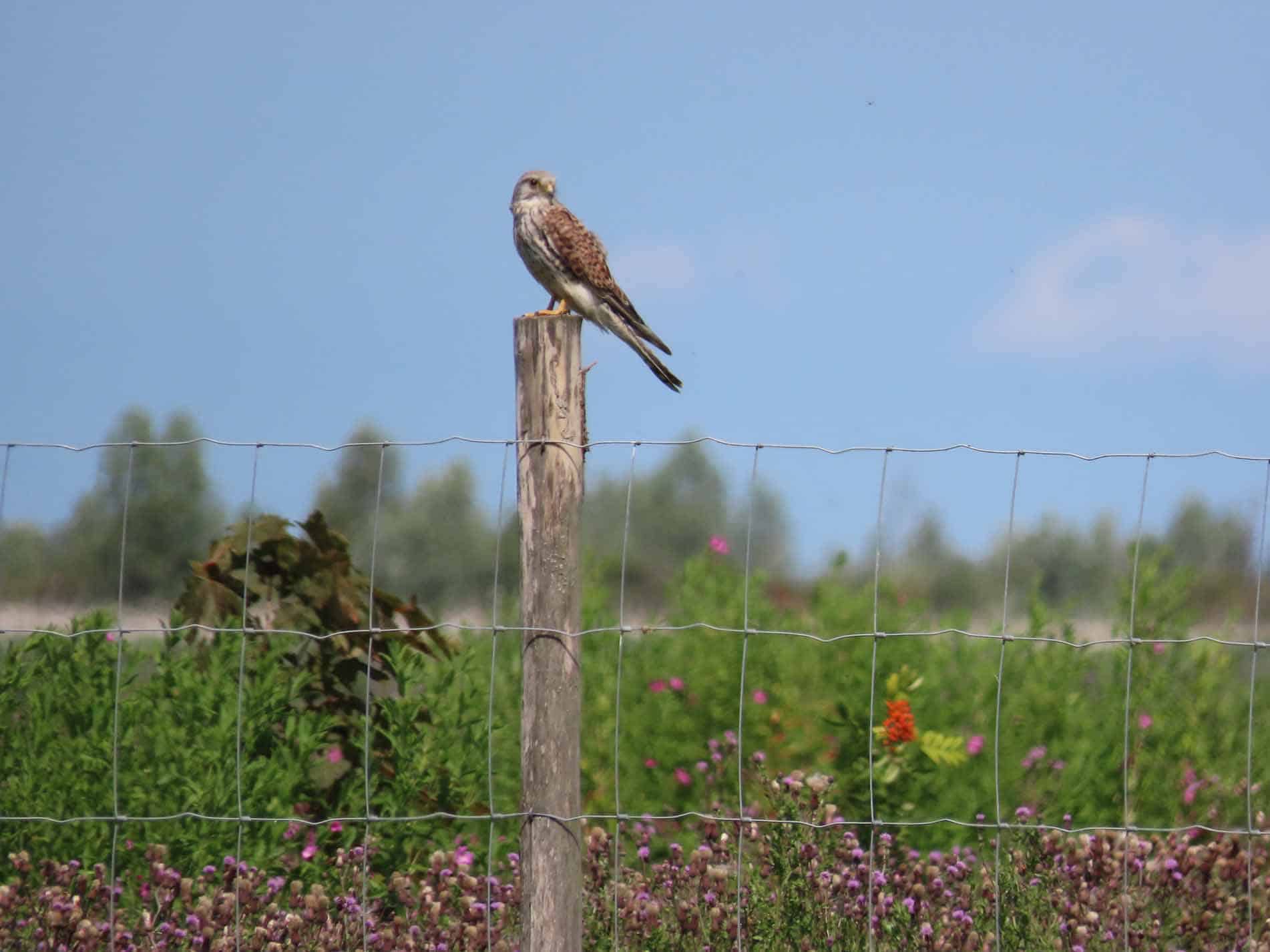 Safari Flevoland