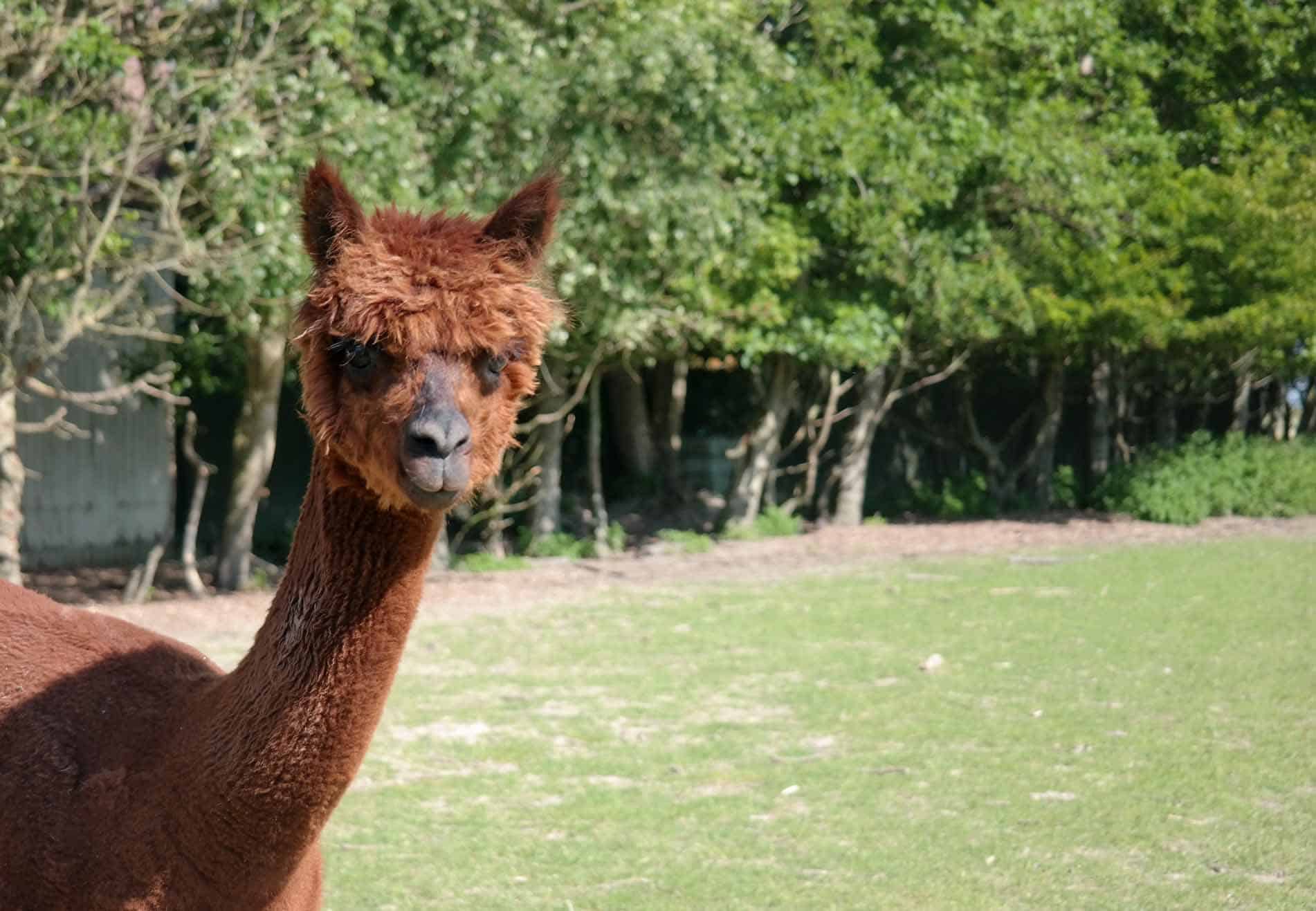 Dierenpark Noordveld