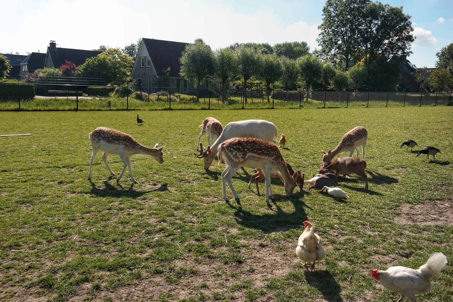 Dierenpark Noordveld