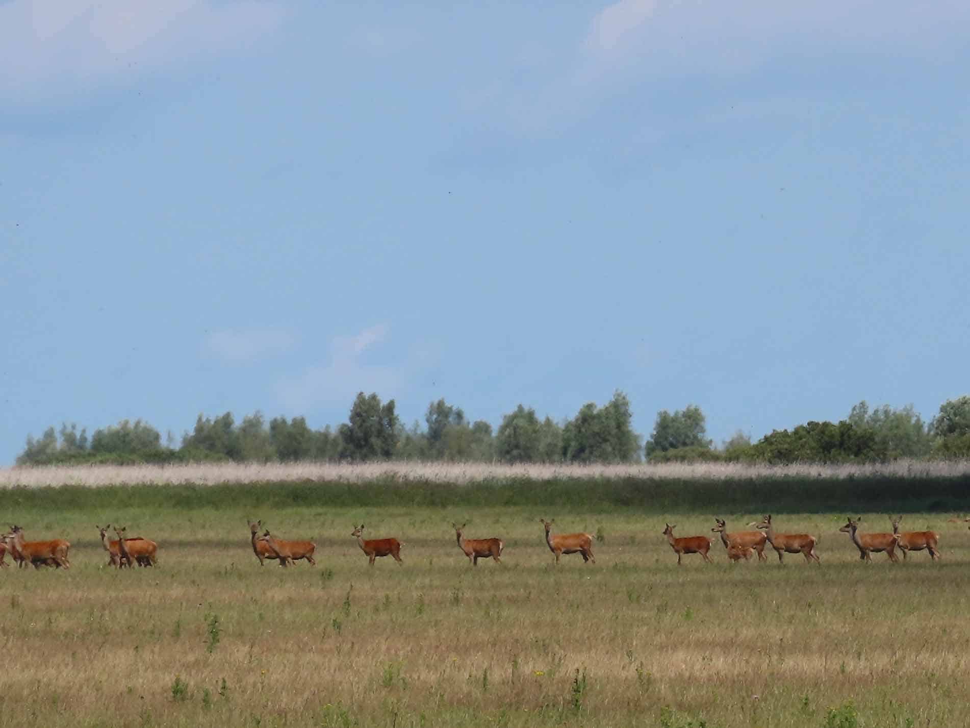 Safari Flevoland