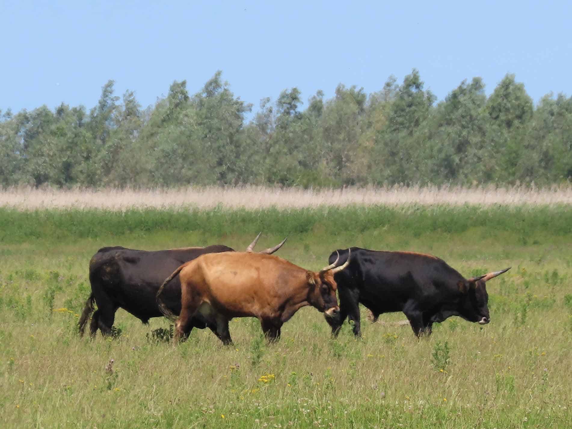 Safari Flevoland