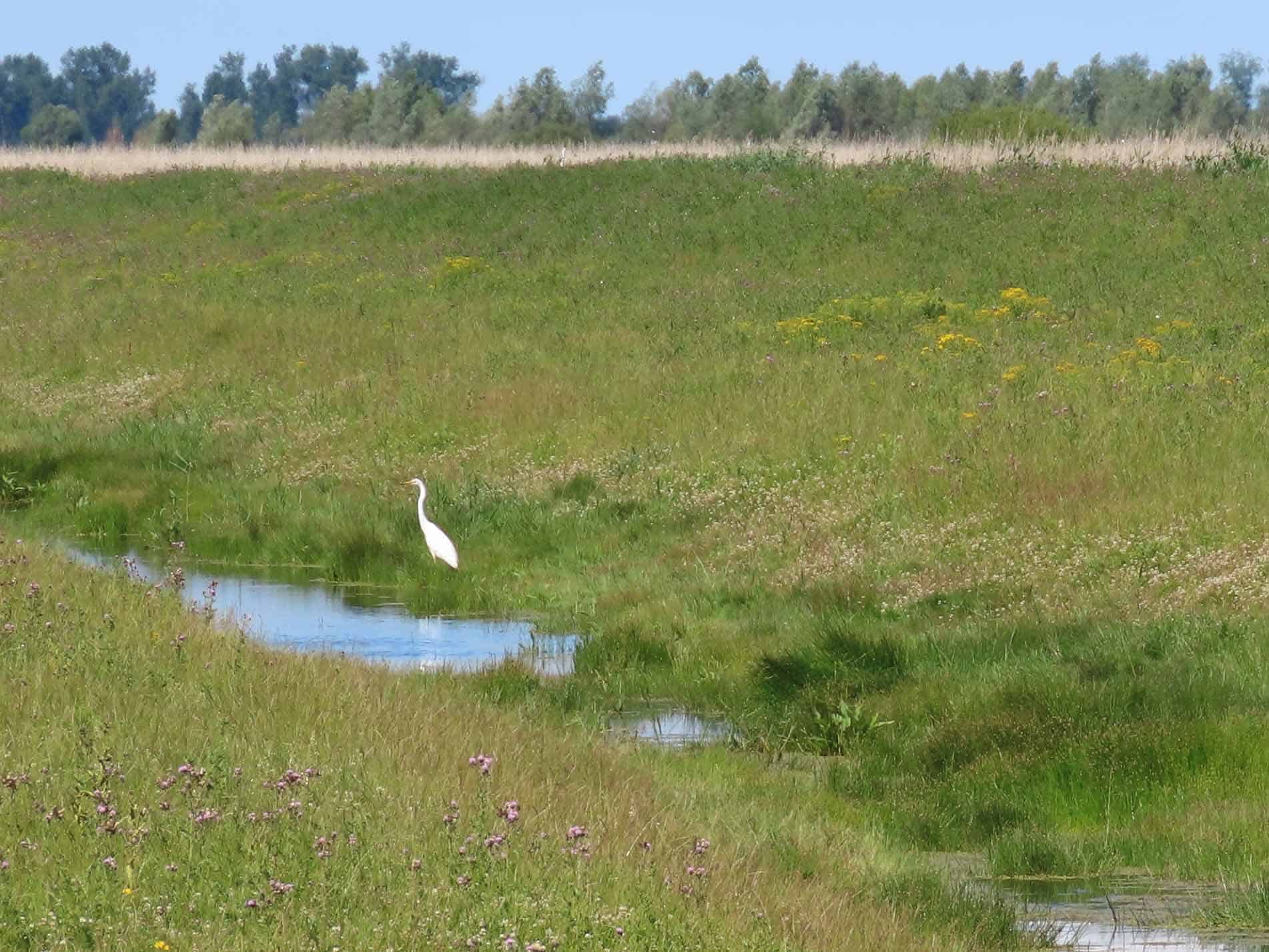 Safari Flevoland