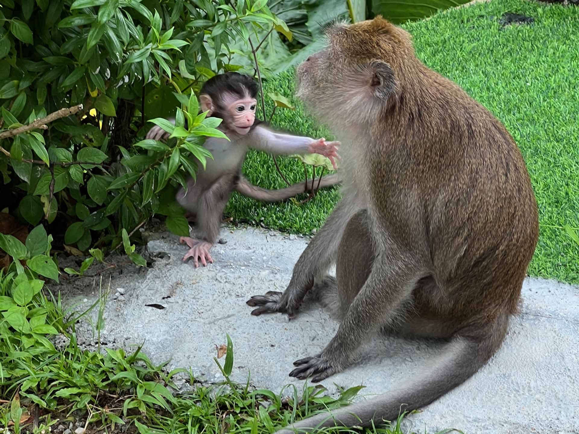 Khao Sok apen