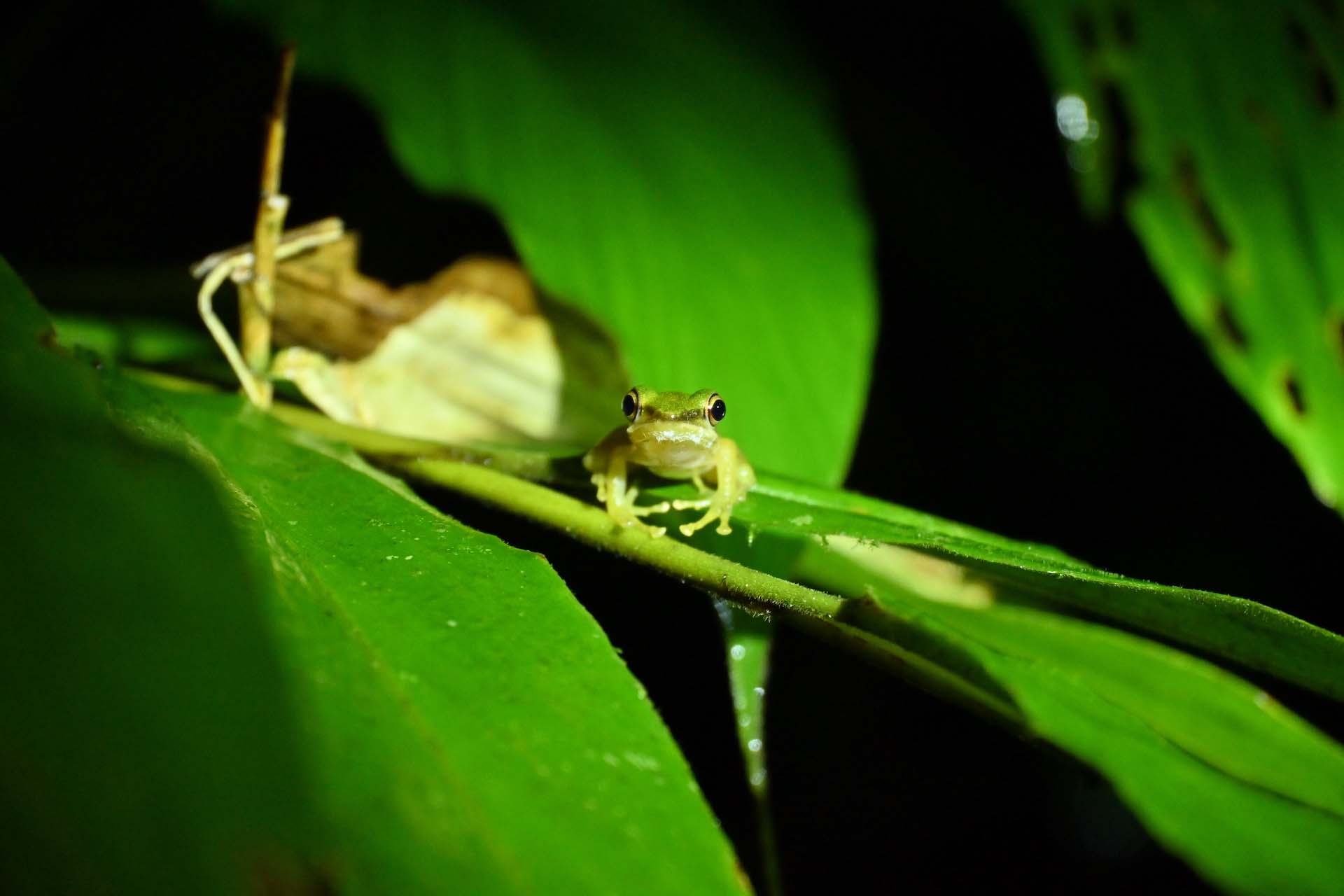 Khao Sok Nachtsafari