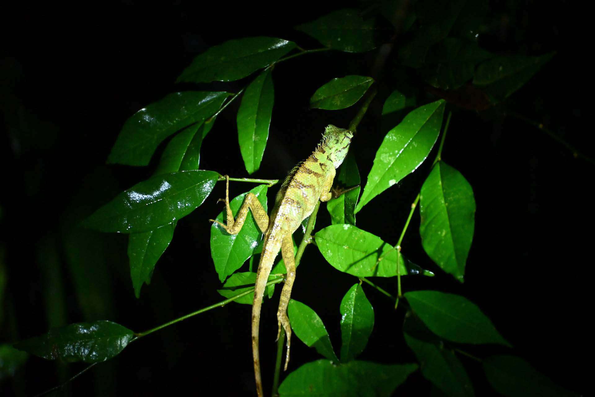 Khao Sok Nachtsafari