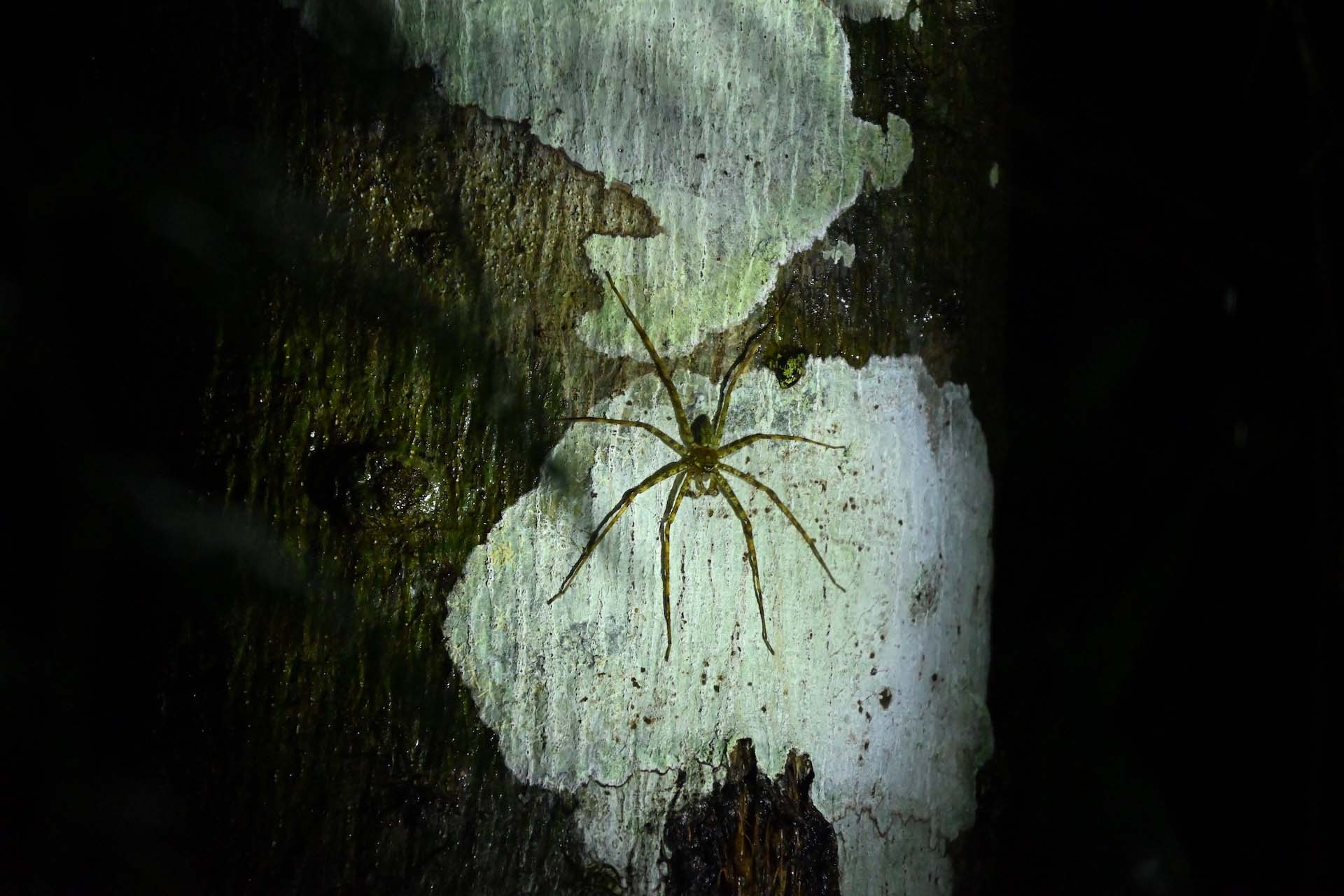 Khao Sok Nachtsafari