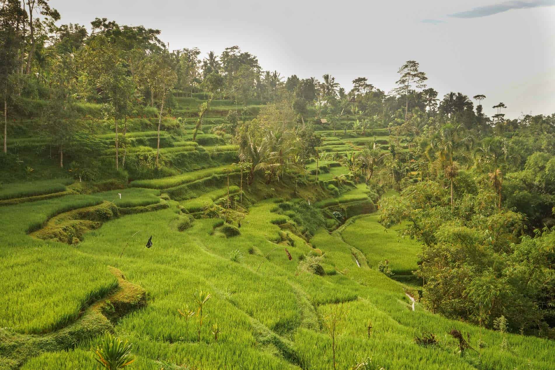 Lombok Tetebatu