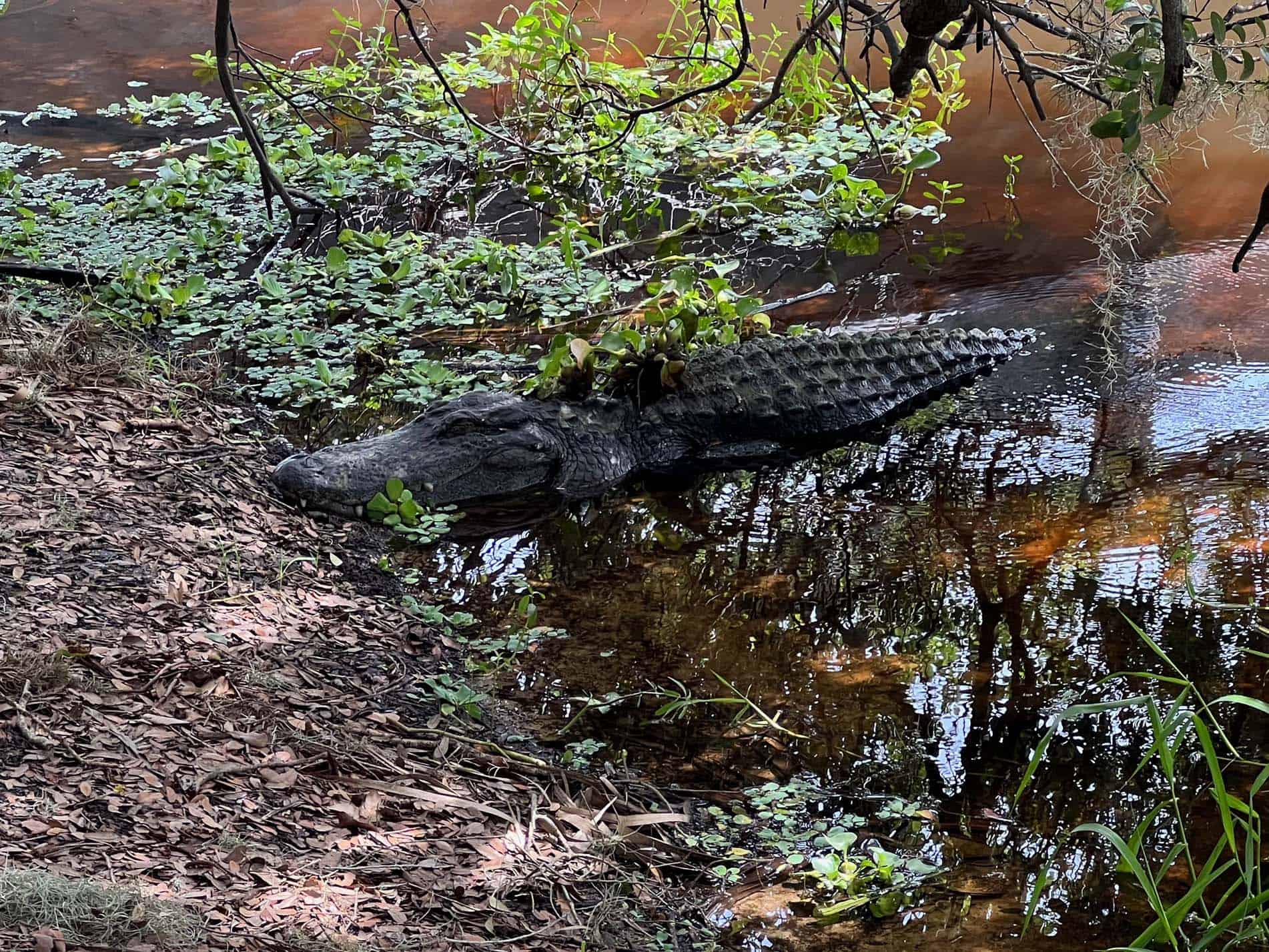 Myakka River State Park