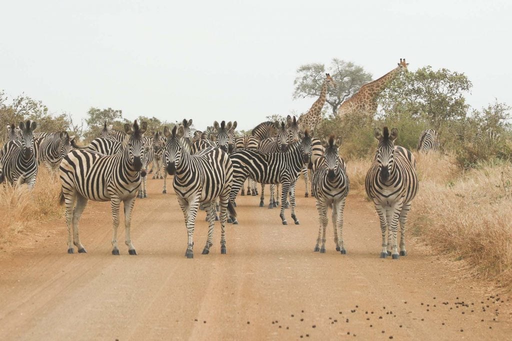 Mozambique en Zuid-Afrika per huurauto