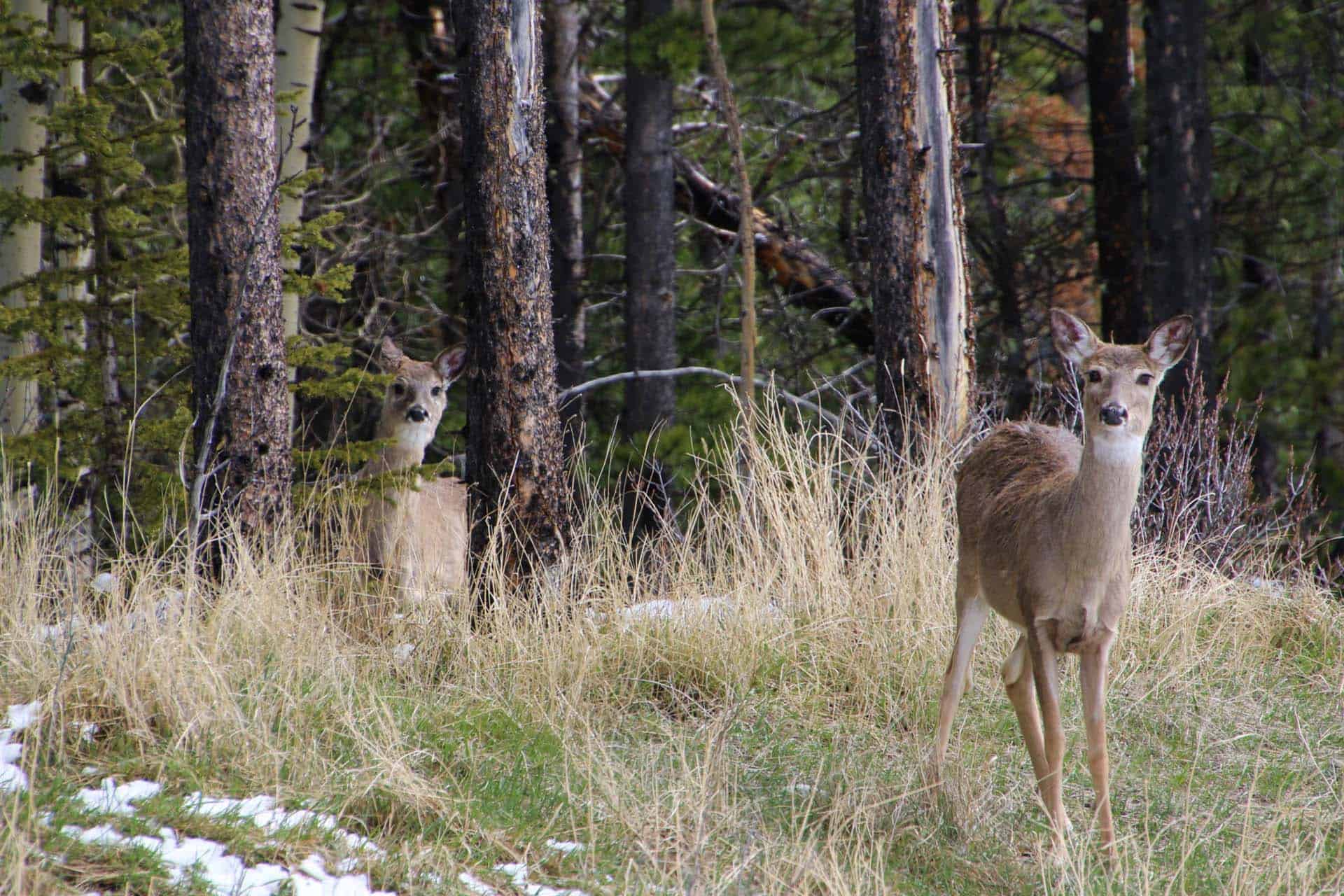 Banff wilde dieren