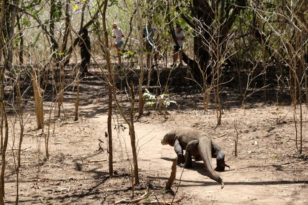 Komodo eiland