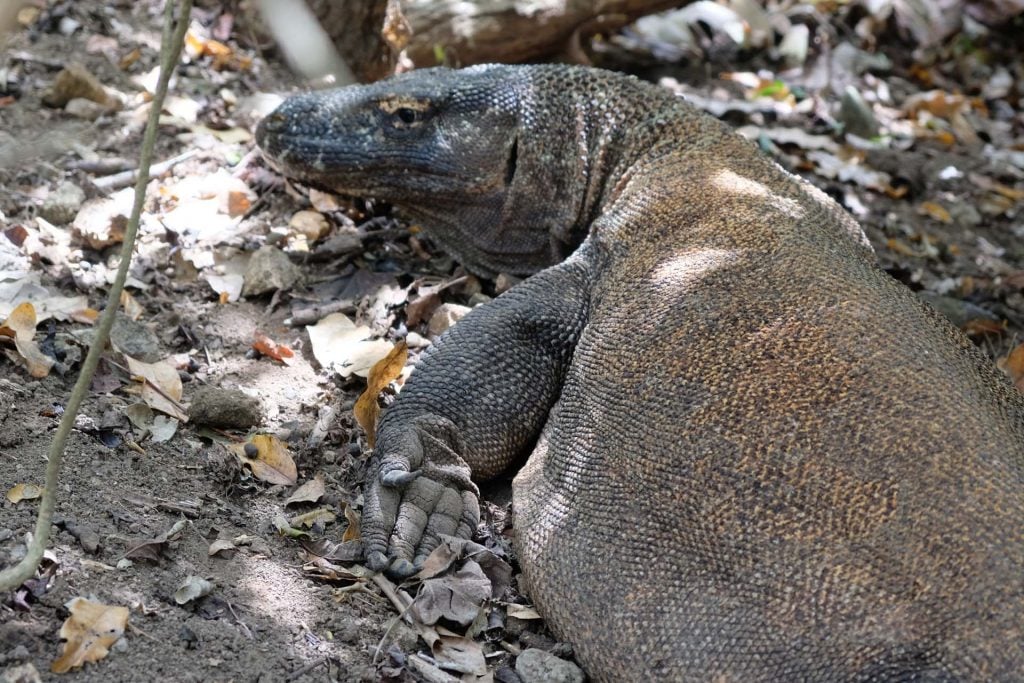 Komodo eiland