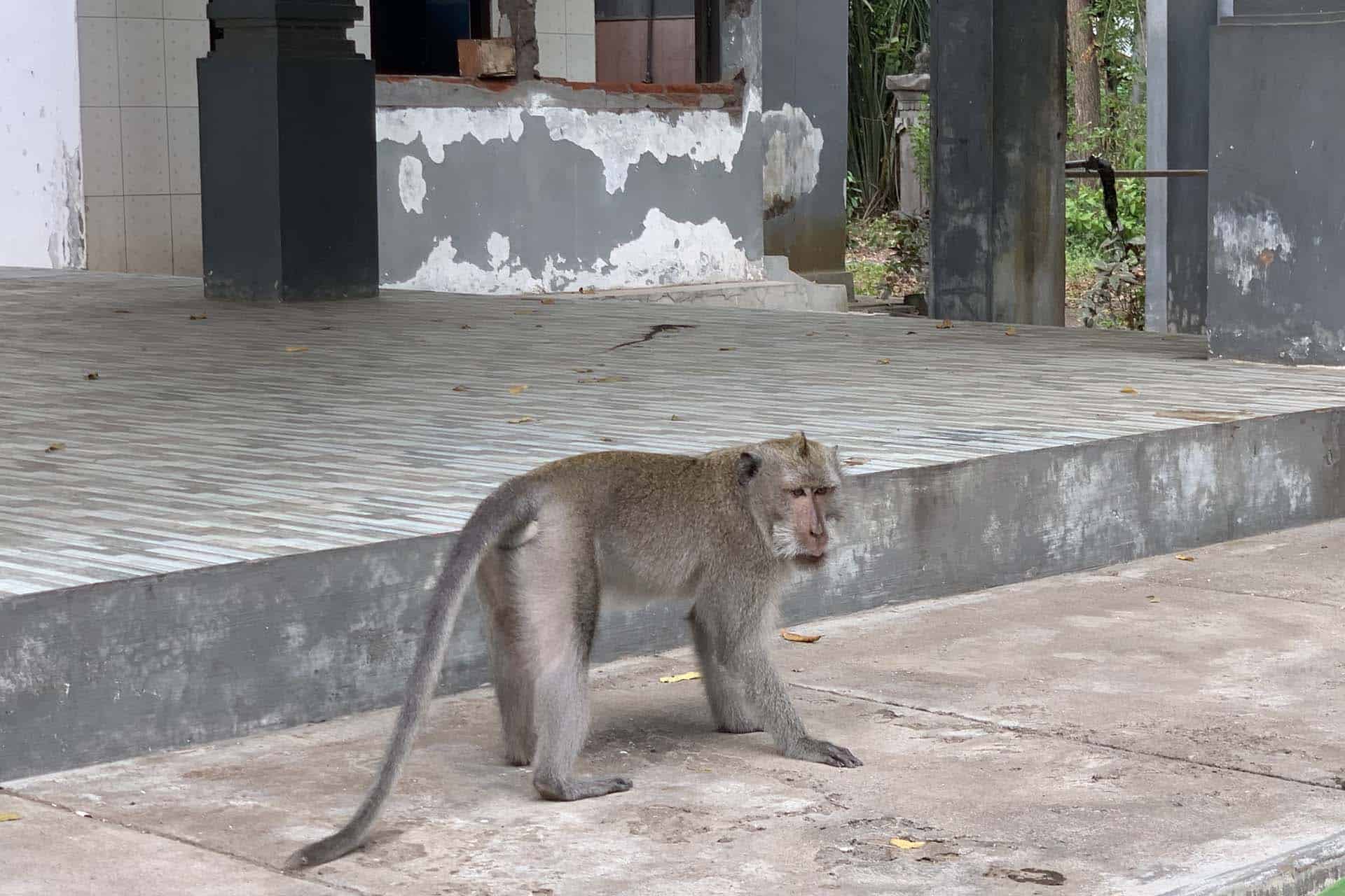 Pemuteran apen national park