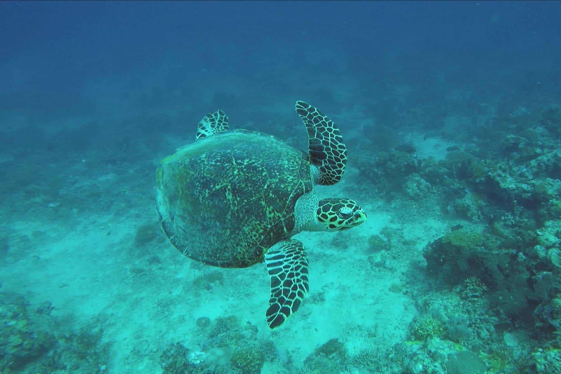 Pulau Menjagan