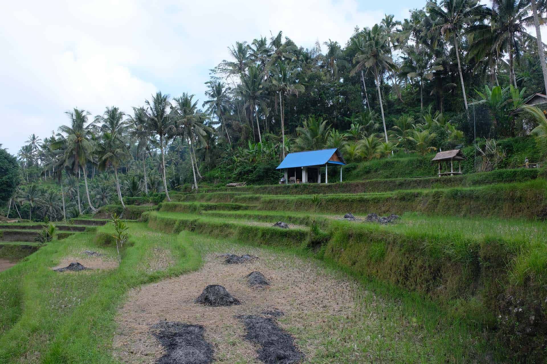 Ubud Bali