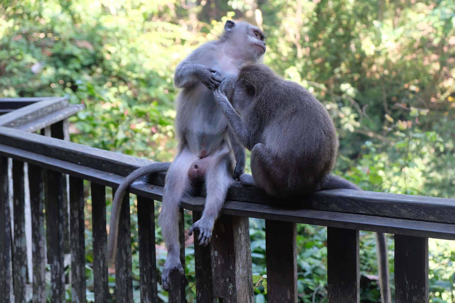 Ubud Bali