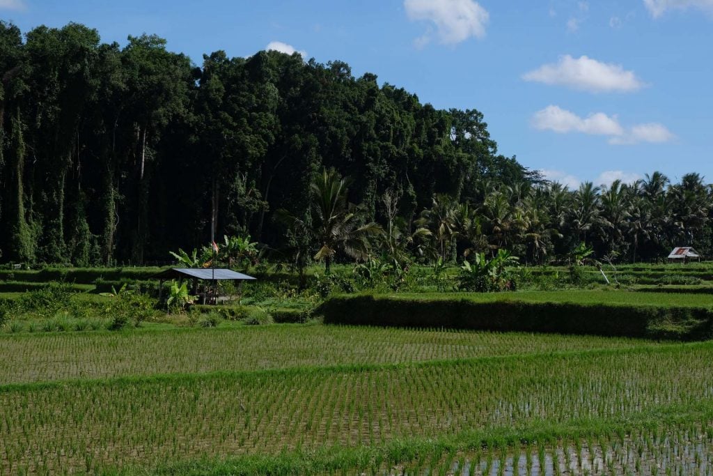 Rijstvelden ubud