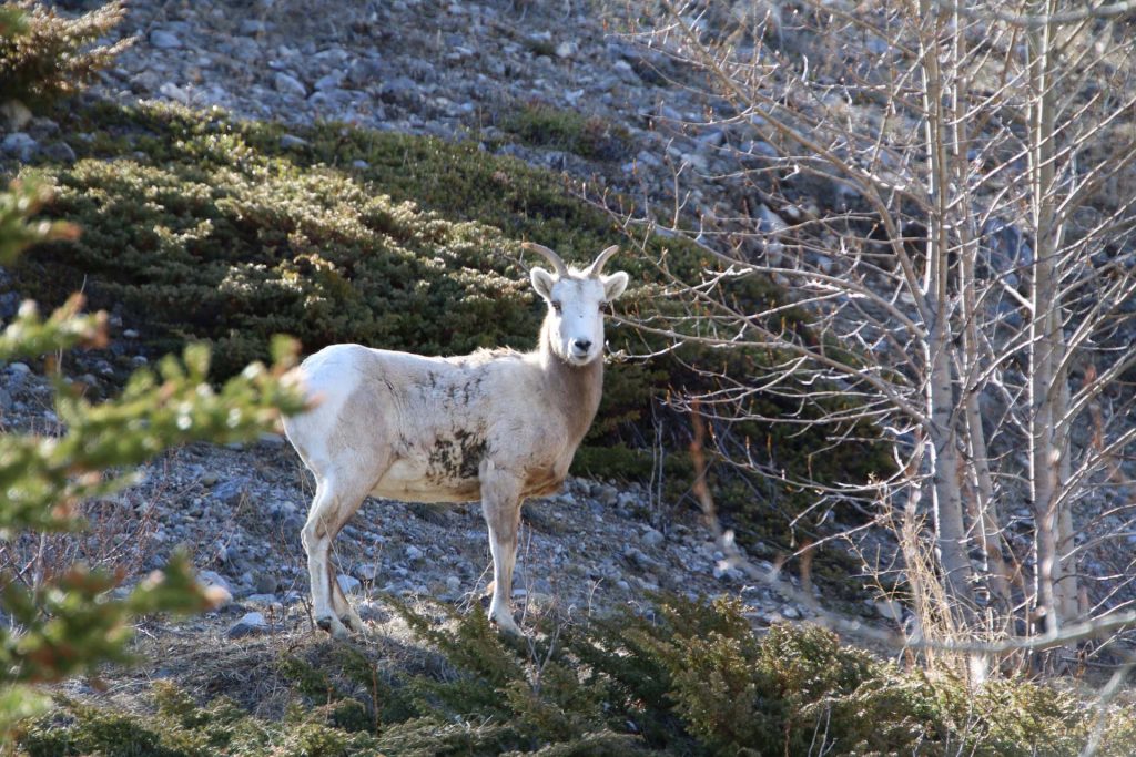 Jasper National Park