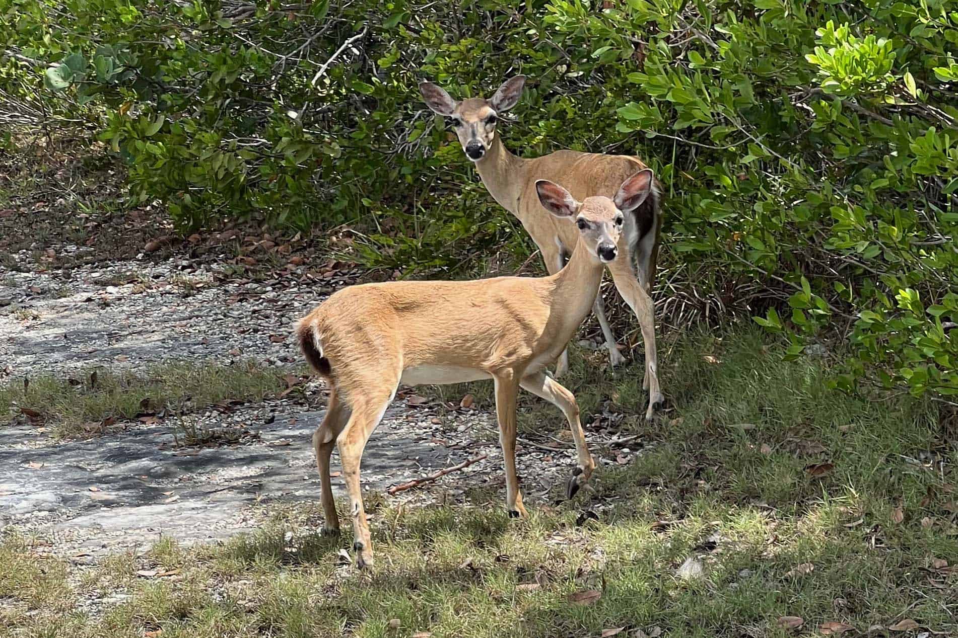 Key Deer Big Pine