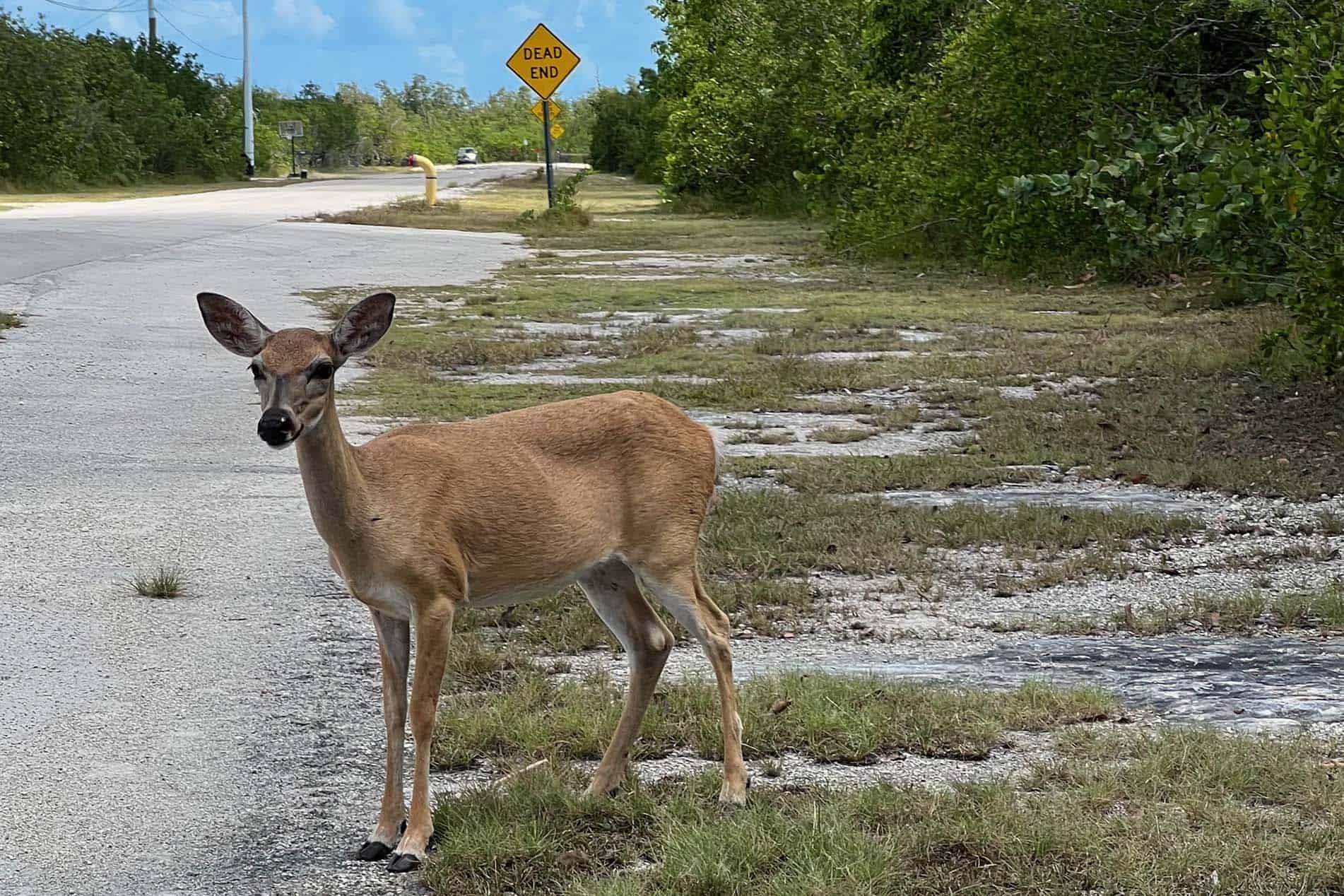 Key Deer Big Pine