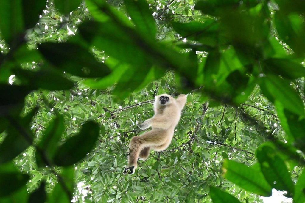 Dagsafari in Khao Yai met kinderen