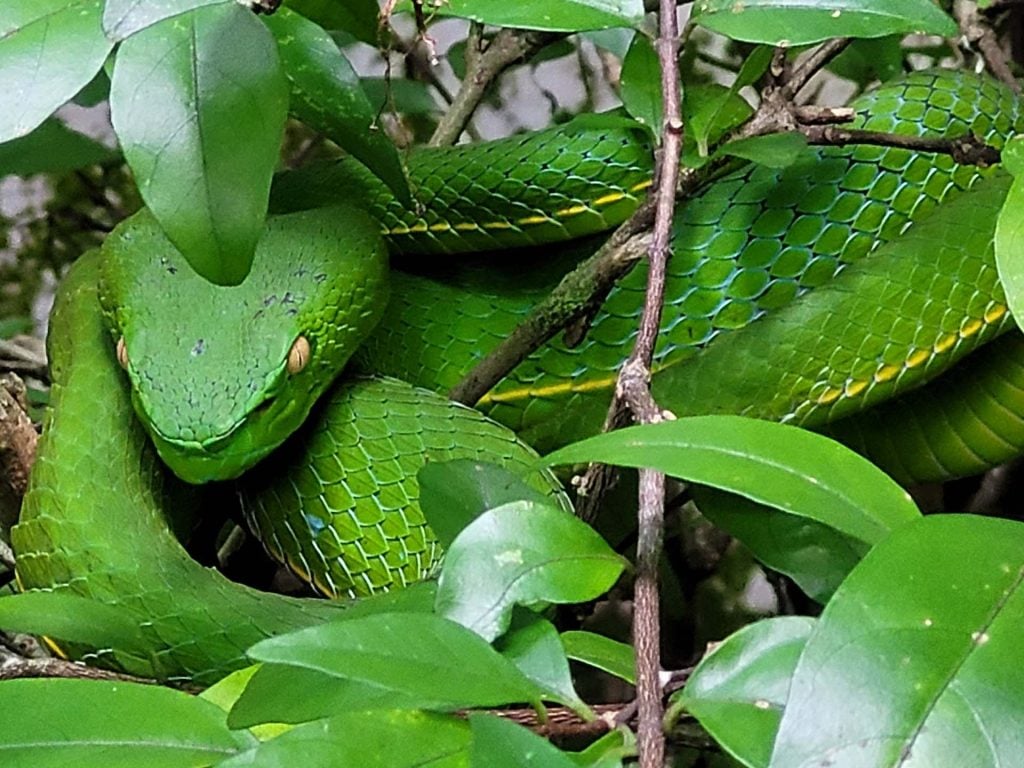 Dagsafari in Khao Yai met kinderen