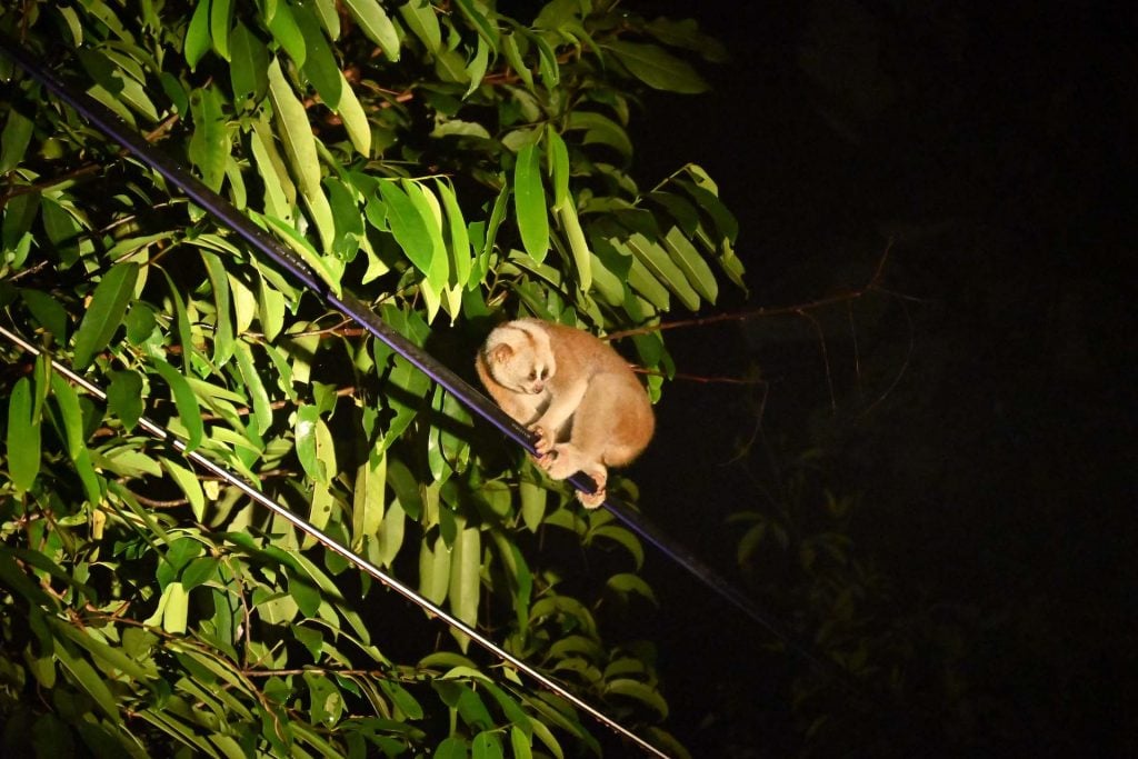 Nachtsafari in Khao Yai met kinderen