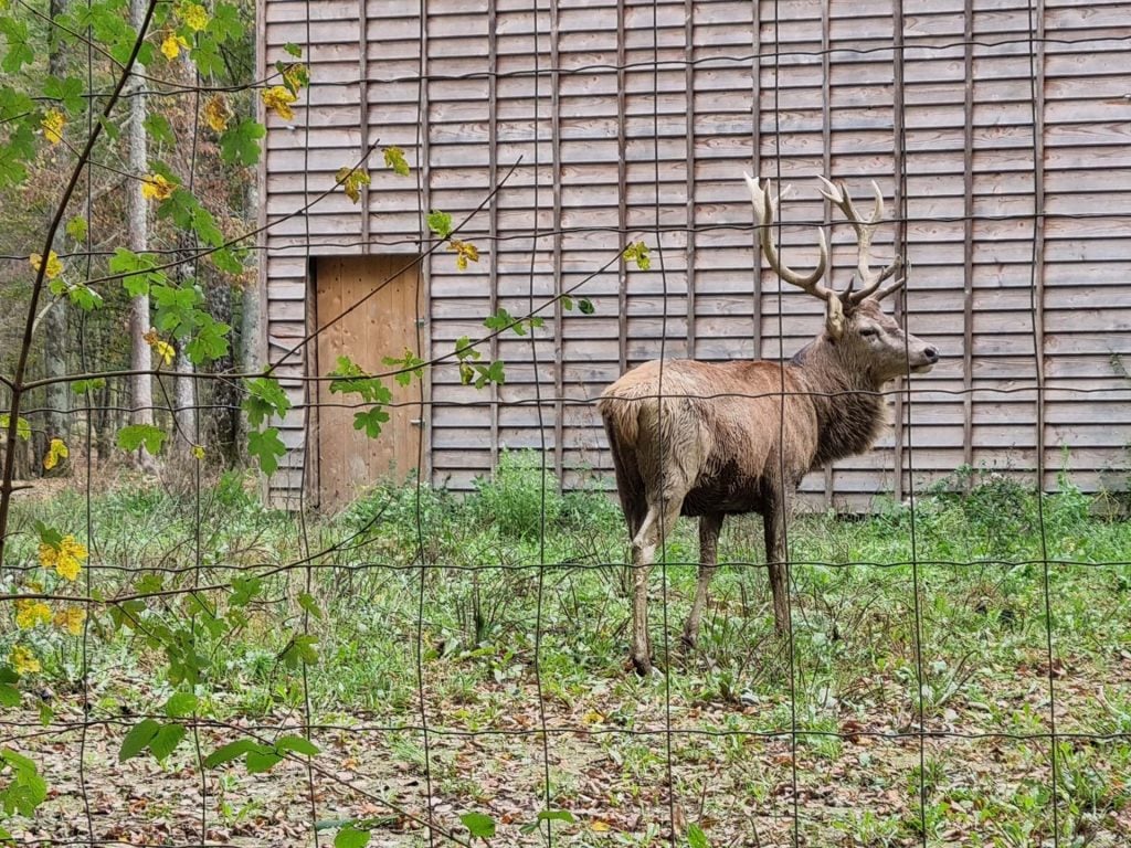 Espace faune