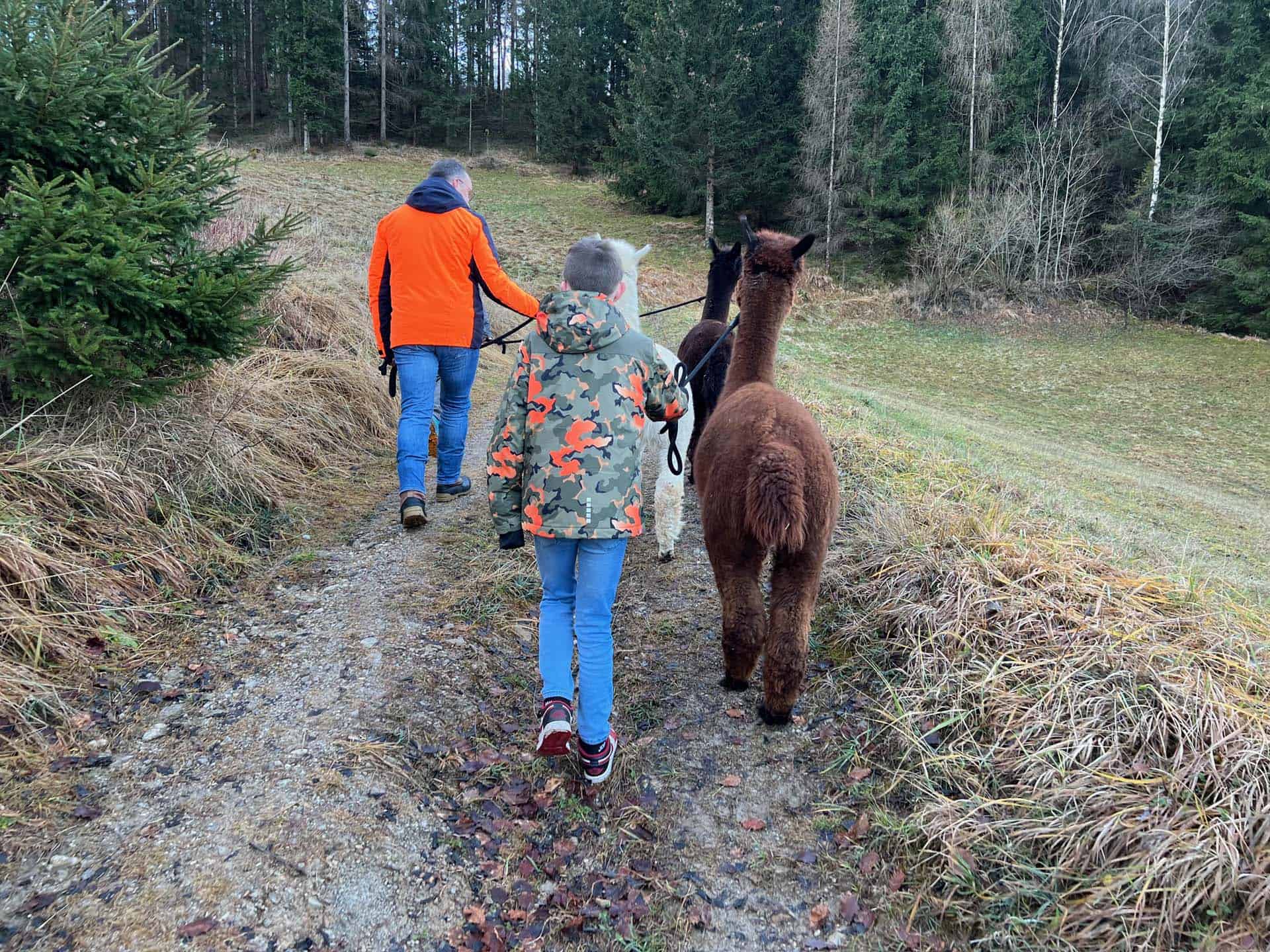 Alpaca wandeling