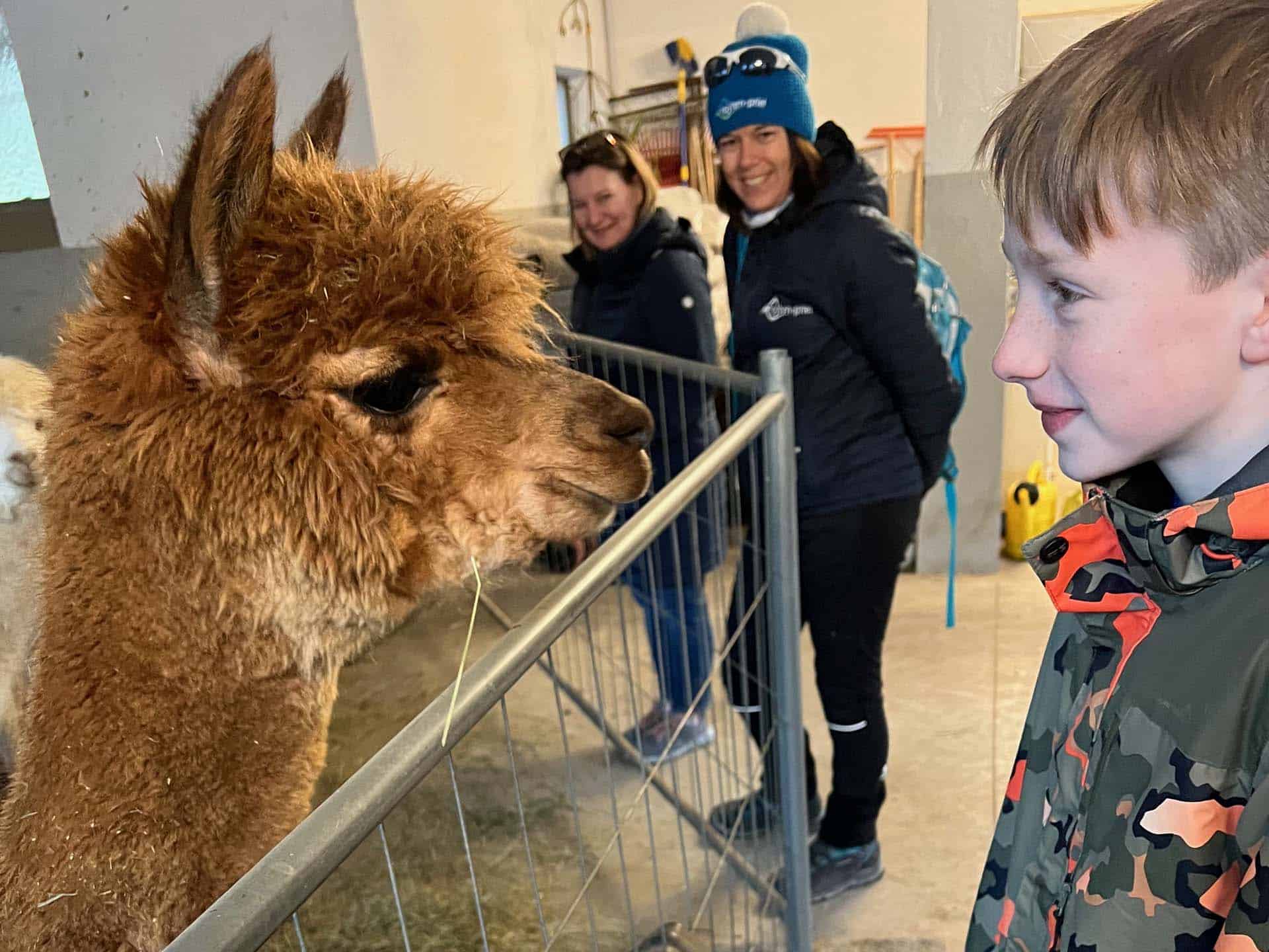 Lindenboden Alpacas