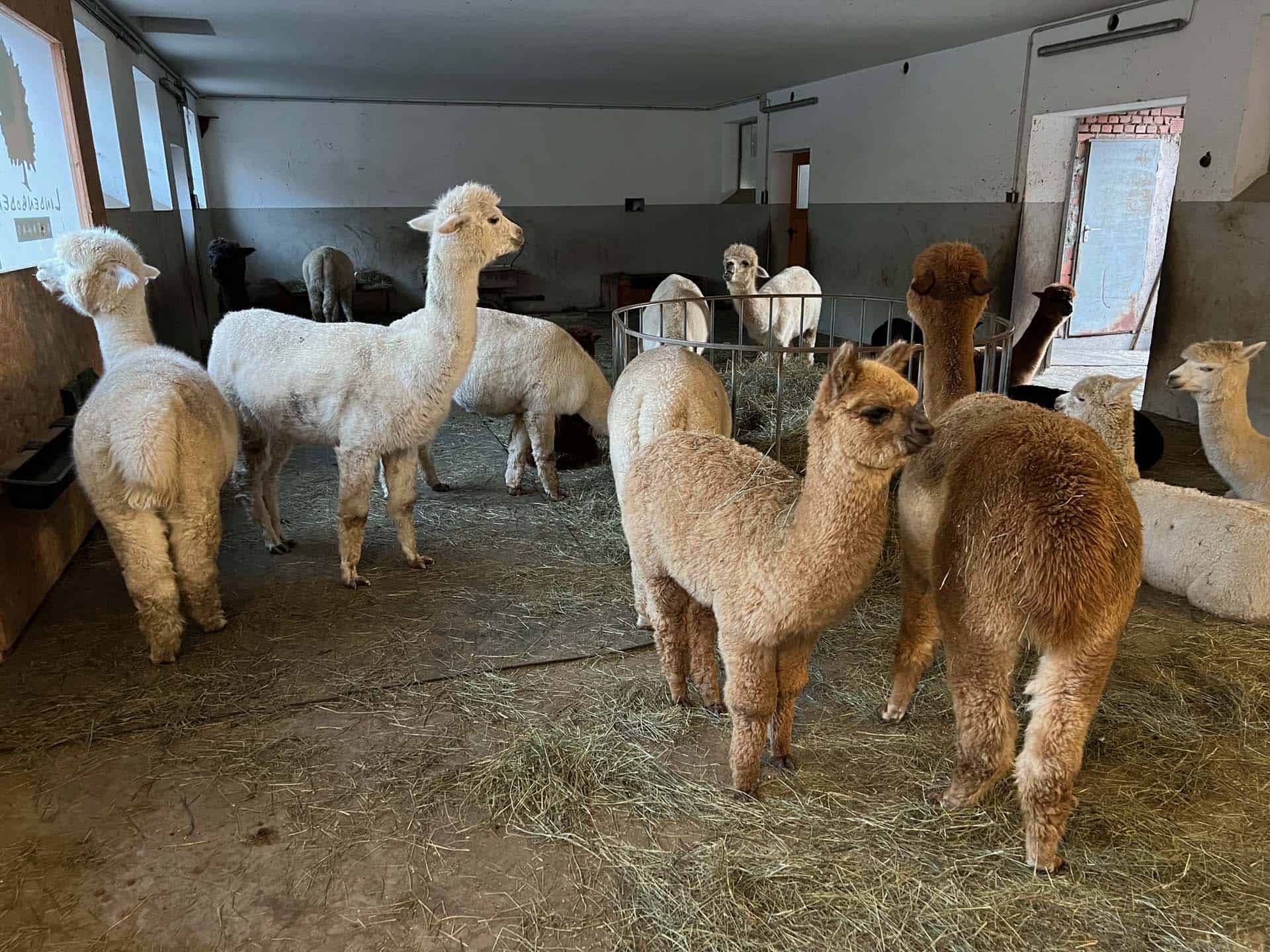 Lindenboden Alpacas wandelen