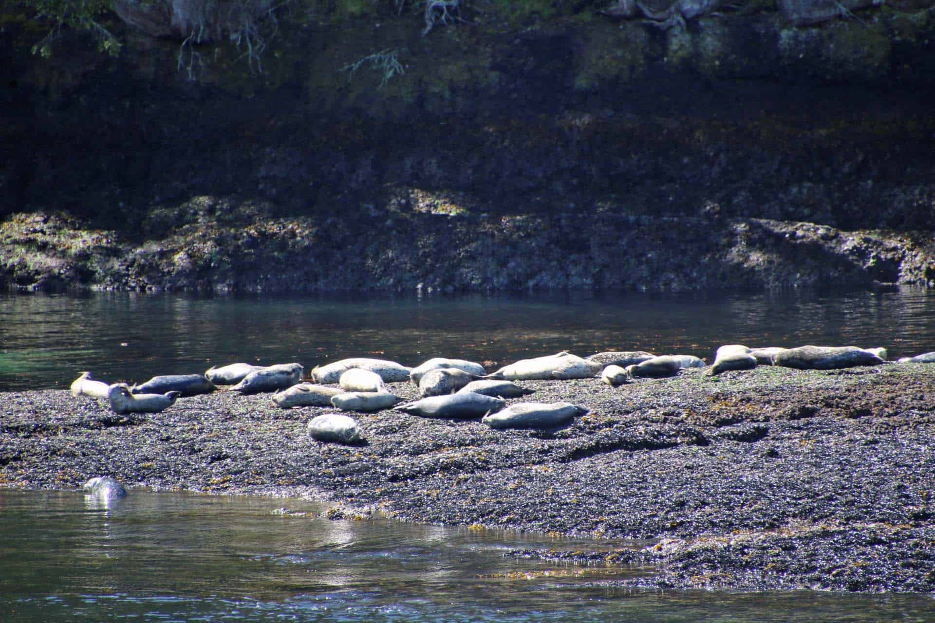 Zeehonden Vancouver