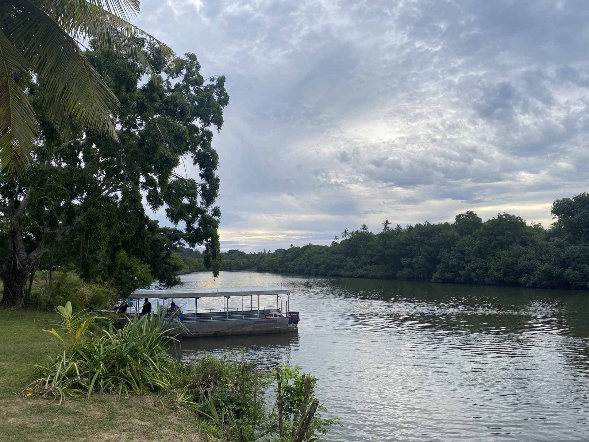 fiji mangroves