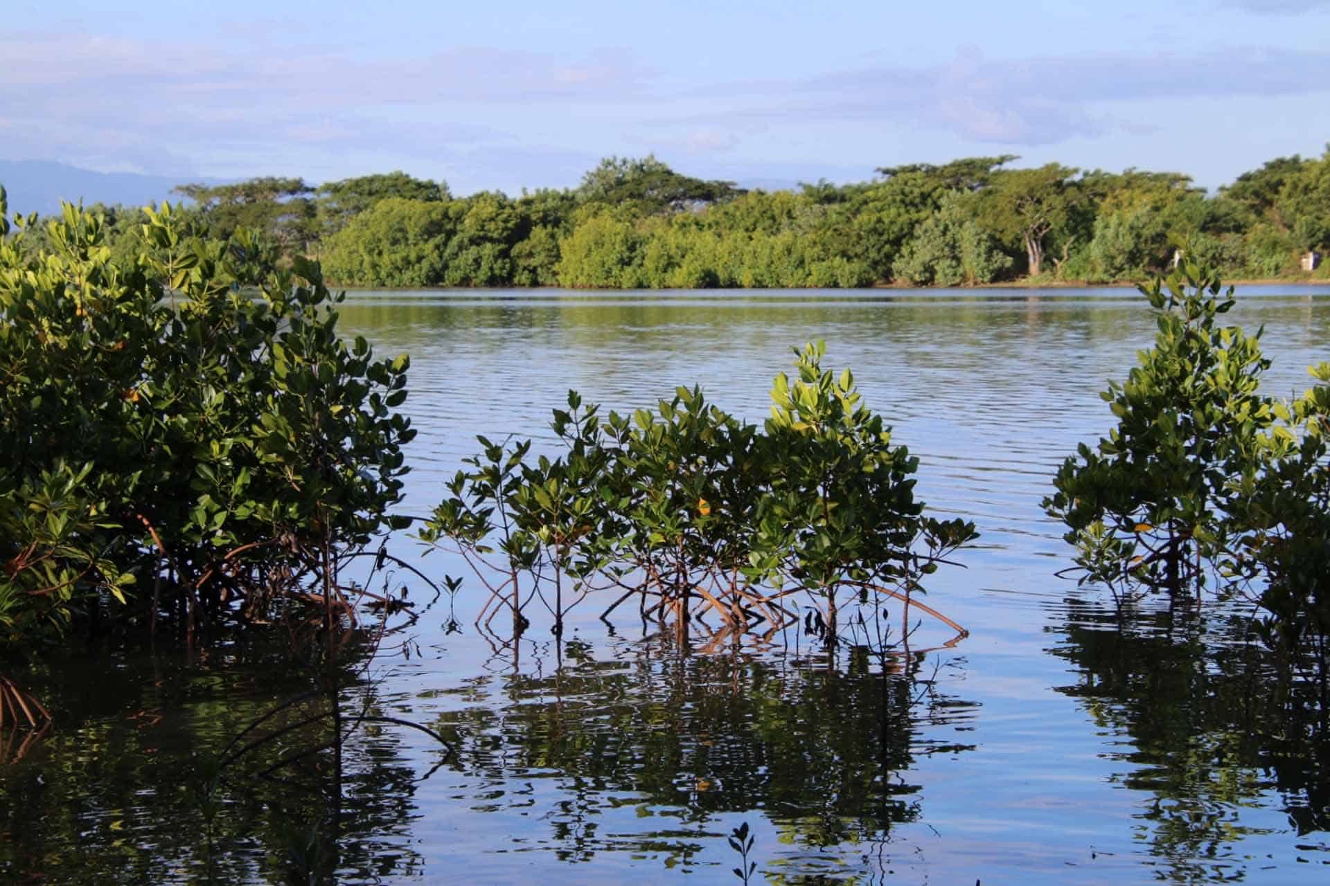 fiji mangroves