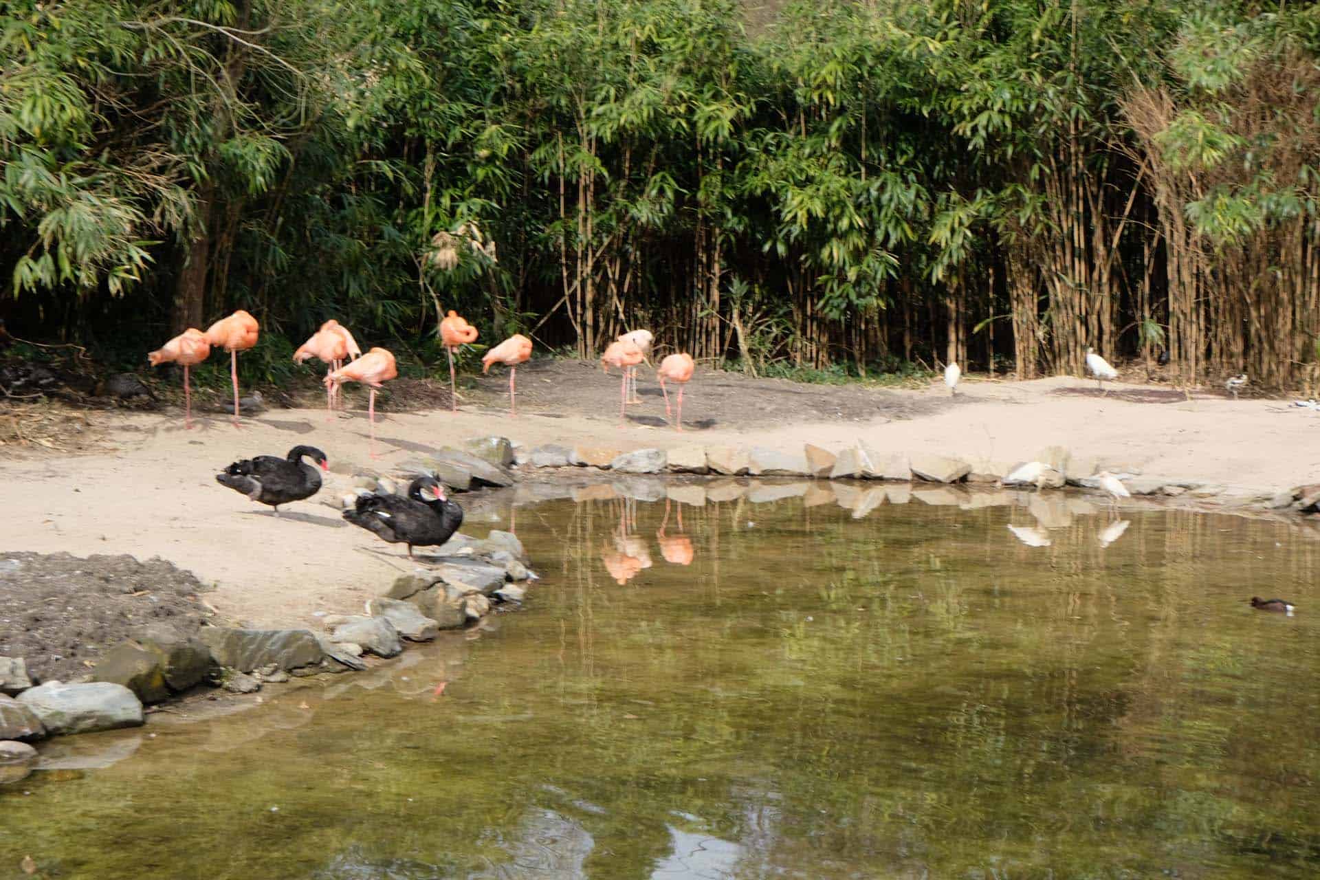 Essen Grugapark flamingo