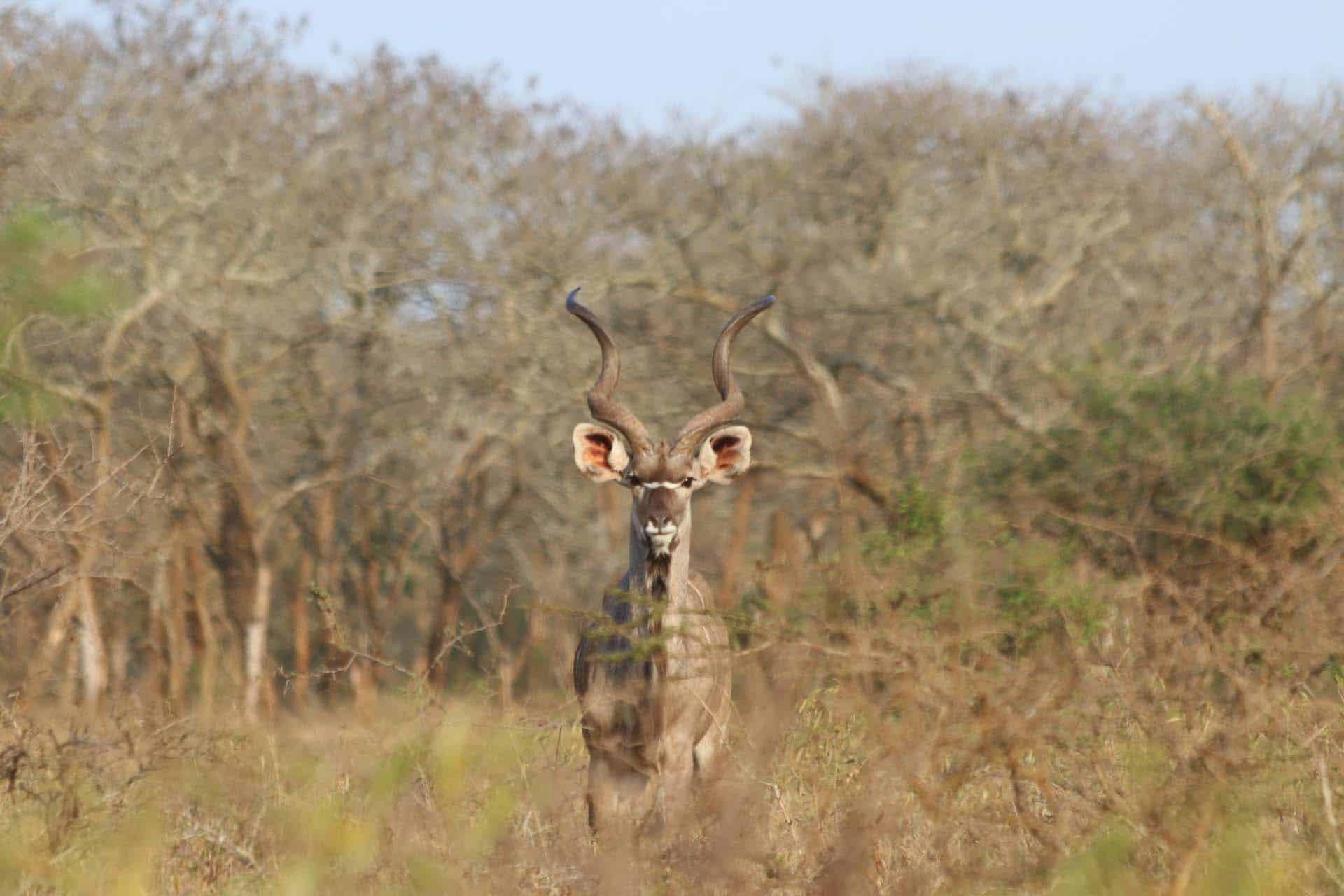 Mozambique safari