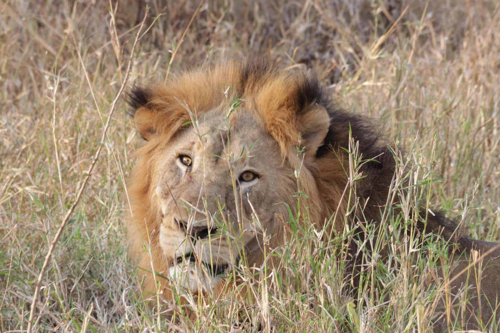 Mozambique safari