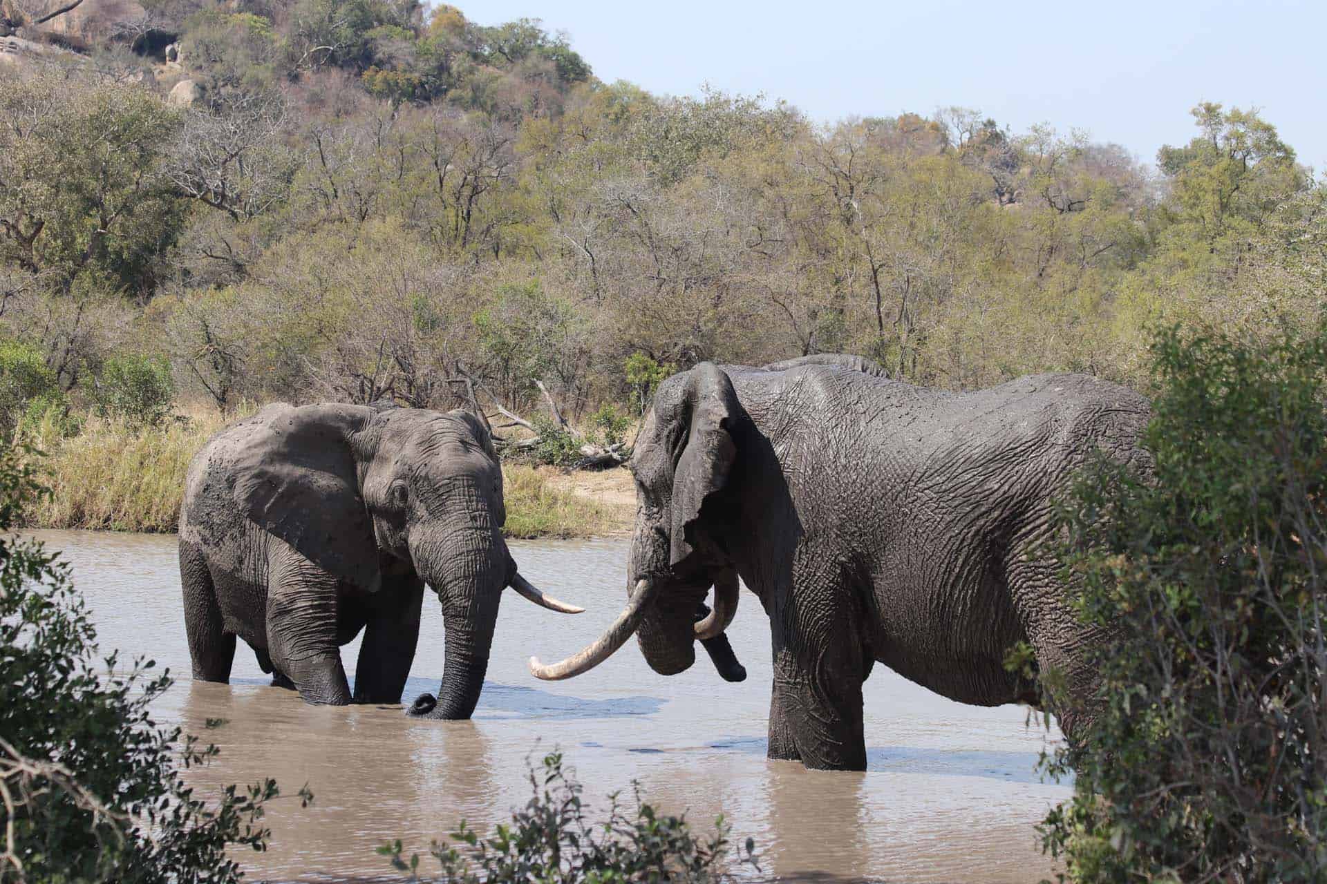 Mozambique safari