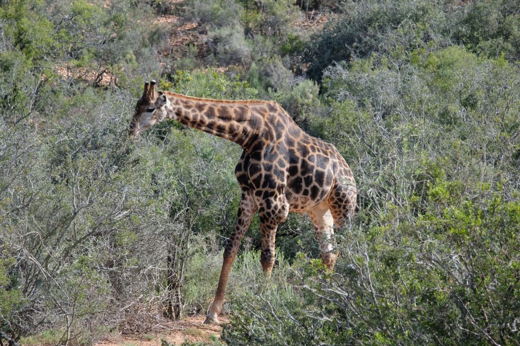 Zuid Afrika Buffelsdrift Game Reserve