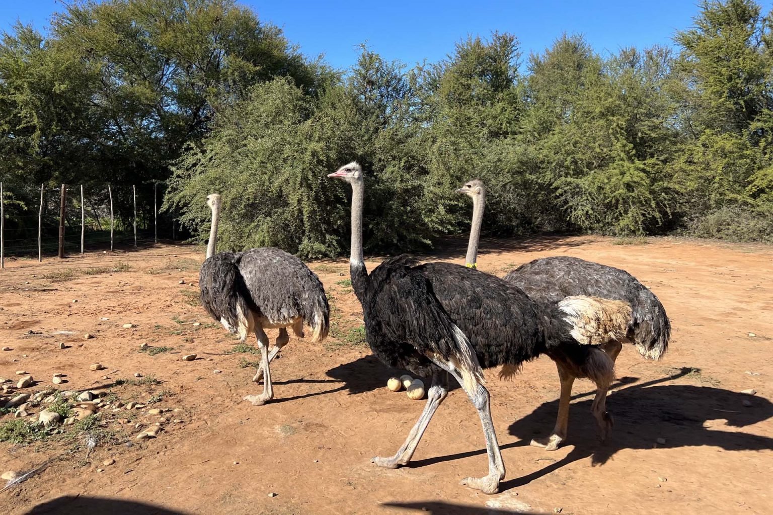 Oudtshoorn safari struisvogels