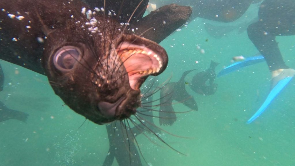 Plettenberg baai zwemmen zeehonden