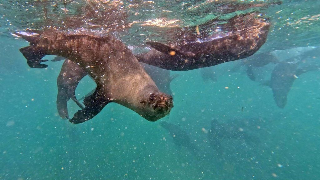 Plettenberg baai zwemmen zeehonden